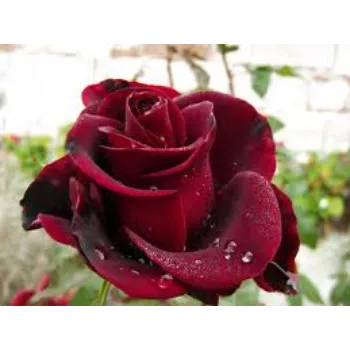 Dark Red Rose